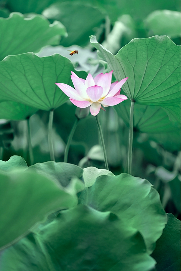 1693215007145089.jpg 李轲摄影作品:一尘不染3_副本.jpg